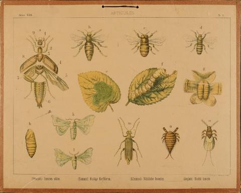 Primera imagen del registro Insectos útiles