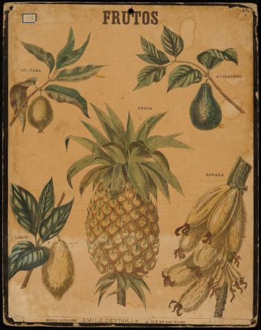 Primera imagen del registro Frutos