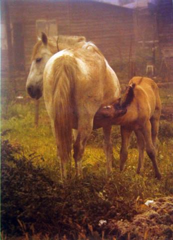 Primera imagen del registro En los días de la tierna edad