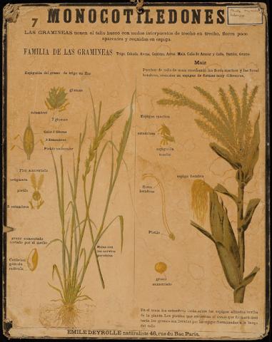 Primera imagen del registro Monocotiledones