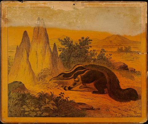 Primera imagen del registro Oso hormiguero
