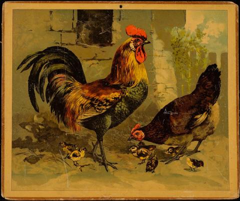 Primera imagen del registro Gallo y gallina