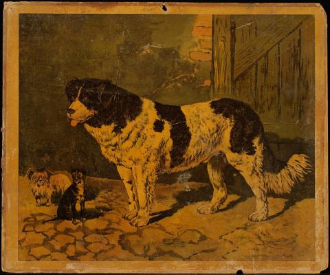 Primera imagen del registro Perros