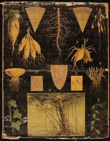 Primera imagen del registro Planches Murales d'histoire Naturelle