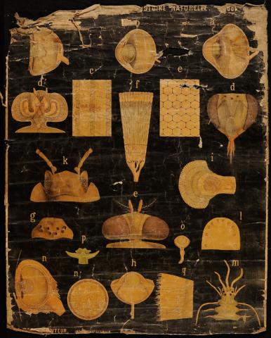 Primera imagen del registro Planches Murales d'histoire Naturelle