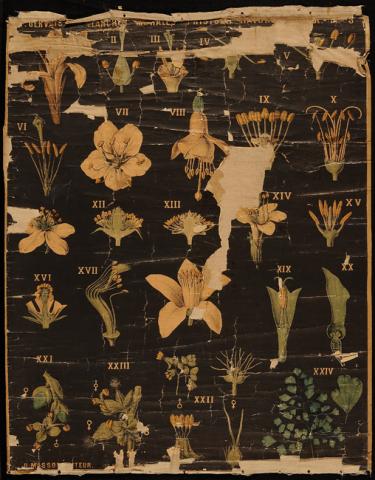 Primera imagen del registro Planches Murales d'histoire Naturelle