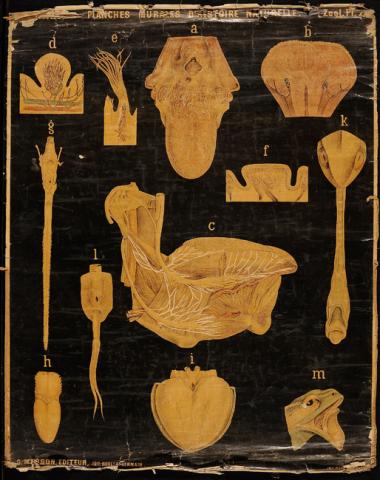 Primera imagen del registro Planches Murales d'histoire Naturelle