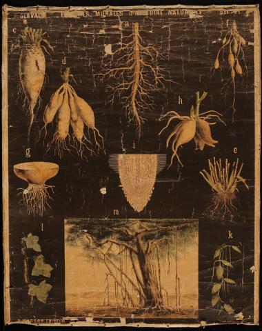 Primera imagen del registro Planches Murales d'histoire Naturelle