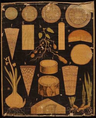 Primera imagen del registro Planches Murales d'histoire Naturelle