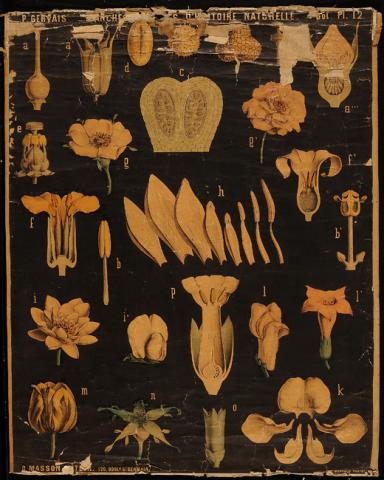 Primera imagen del registro Planches Murales d'histoire Naturelle