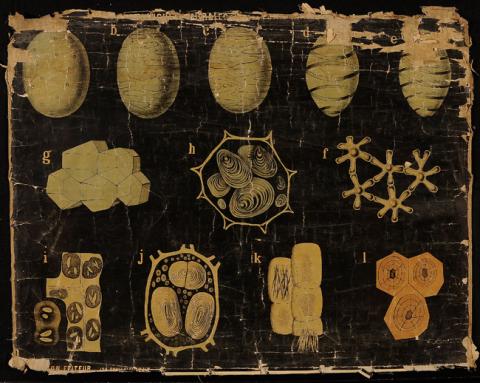 Primera imagen del registro Planches Murales d'histoire Naturelle