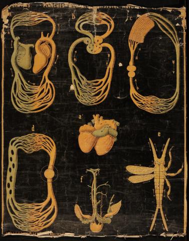 Primera imagen del registro Planches Murales d'histoire Naturelle