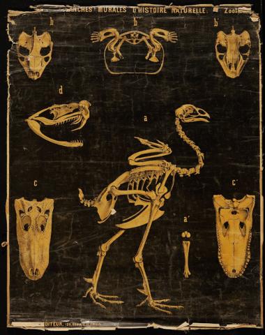 Primera imagen del registro Planches Murales d'histoire Naturelle