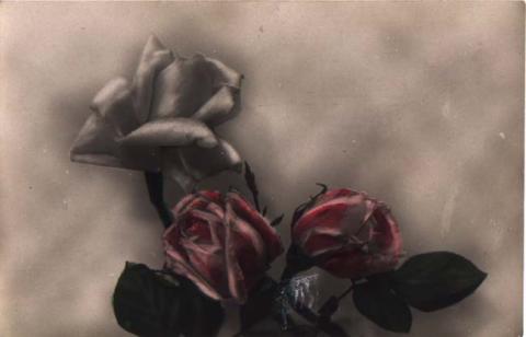 Primera imagen del registro Rosas
