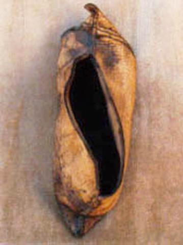 Primera imagen del registro Zapato (calzado)