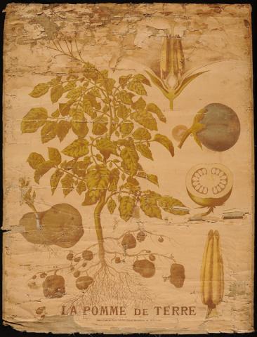 Primera imagen del registro La Pomme de Terre