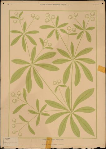 Primera imagen del registro Goose Grass