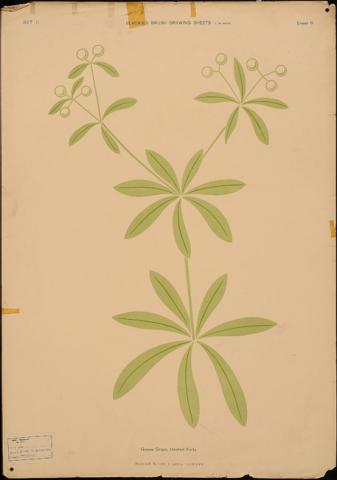Primera imagen del registro Goose Grass, Treated flatly