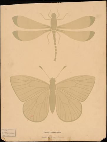 Primera imagen del registro Dragon fly and butterfly