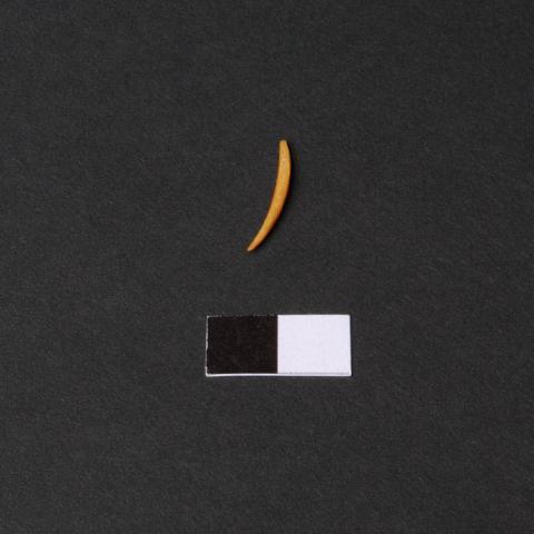 Primera imagen del registro Barba (componente)
