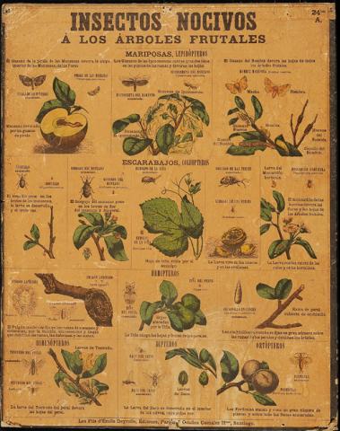 Primera imagen del registro Insectos Nocivos a los árboles frutales