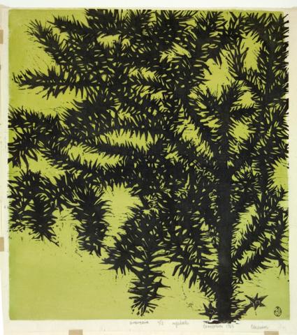 Primera imagen del registro Araucaria