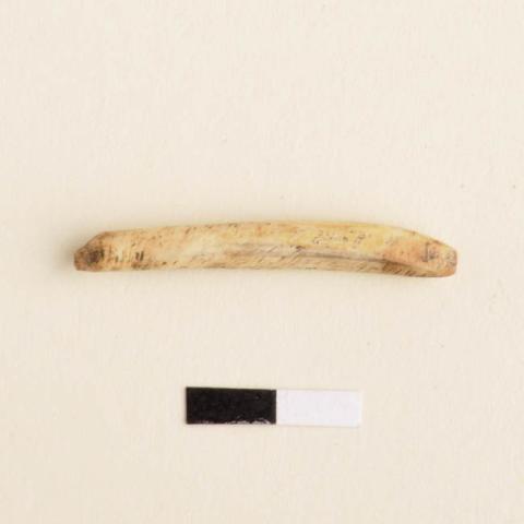 Primera imagen del registro Barba de anzuelo