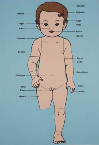 Primera imagen del registro Lección de anatomía