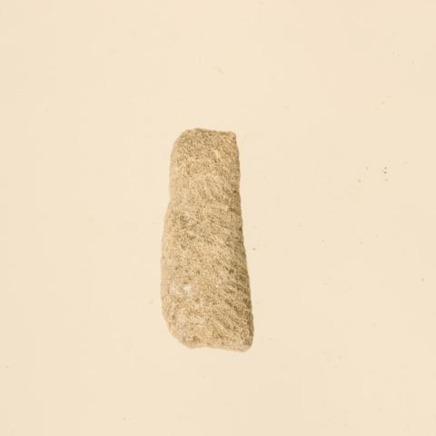 Primera imagen del registro Lima de coral (Polinesia y Rapa Nui)