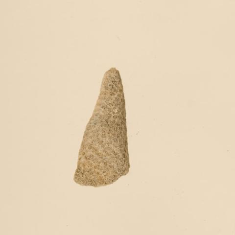 Primera imagen del registro Lima de coral (Polinesia y Rapa Nui)