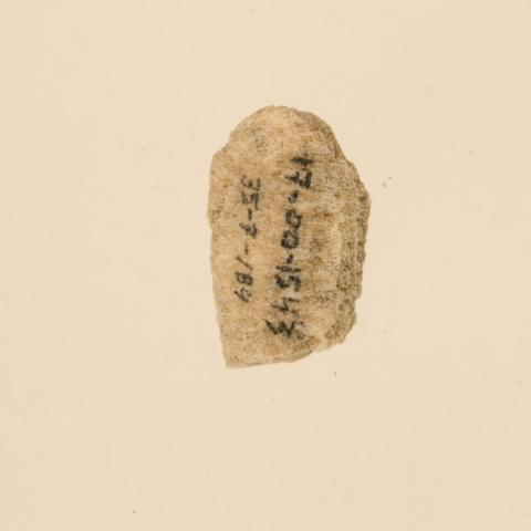 Primera imagen del registro Lima de coral (Polinesia y Rapa Nui)