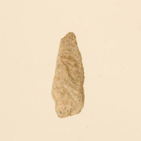 Primera imagen del registro Lima de coral (Polinesia y Rapa Nui)