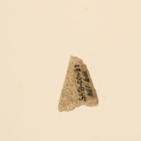 Primera imagen del registro Lima de coral (Polinesia y Rapa Nui)