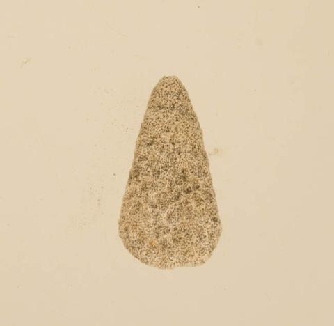 Primera imagen del registro Lima de coral (Polinesia y Rapa Nui)