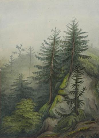 Primera imagen del registro Bosques en Corral