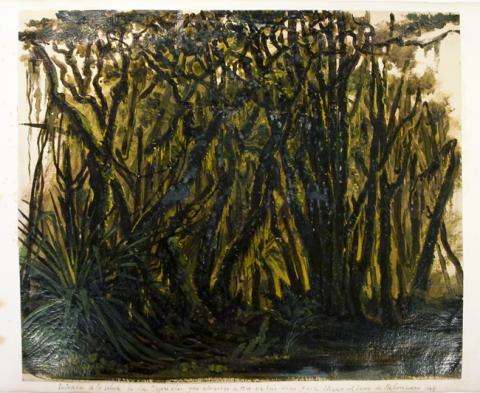 Primera imagen del registro Entrada a la selva de los Tepuales