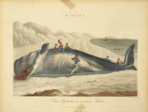 Primera imagen del registro The Mysticetus, or common Whale