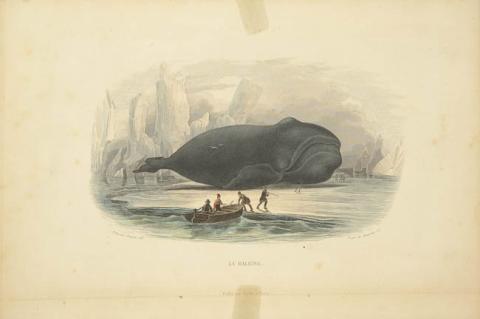 Primera imagen del registro La baleine