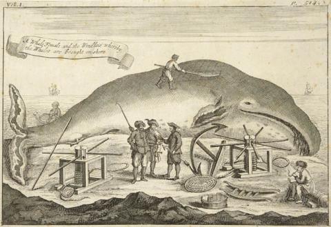 Primera imagen del registro A Whale Female and the Windlais whereby the Whales are brought on shore