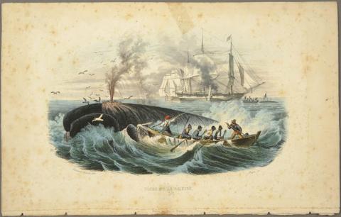 Primera imagen del registro Pêche de la baleine