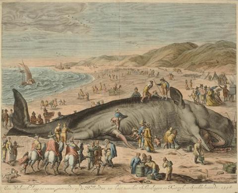 Primera imagen del registro Een Walvisch lang 70 voeten gestrand op de Hollandtse zee-kust, tusschen Schevelingen en Katwyk, in Sprokkelmaandt, 1598