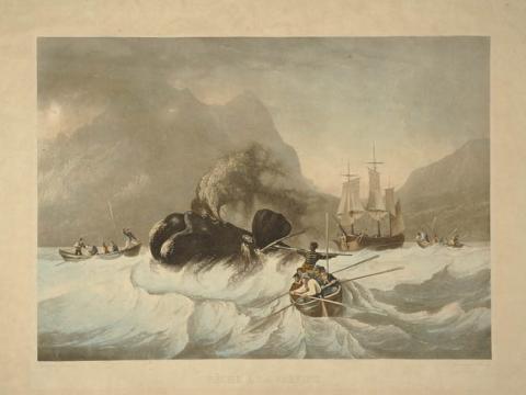 Primera imagen del registro Pêche de la baleine