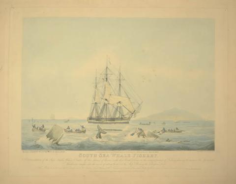 Primera imagen del registro South Sea Whale Fishery