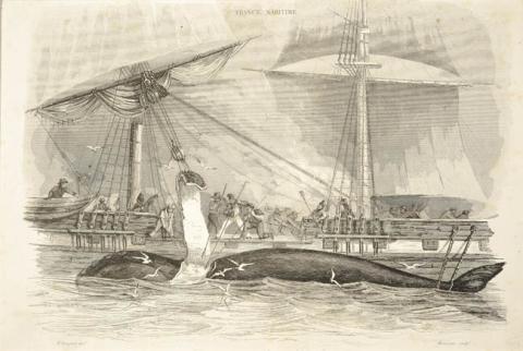 Primera imagen del registro Depécement d'une Baleine