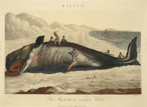 Primera imagen del registro The Mysticetus, or common Whale