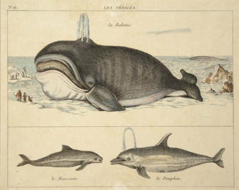 Primera imagen del registro Le Cétacés, La Baleine, Le Marsouin, Le Dauphin