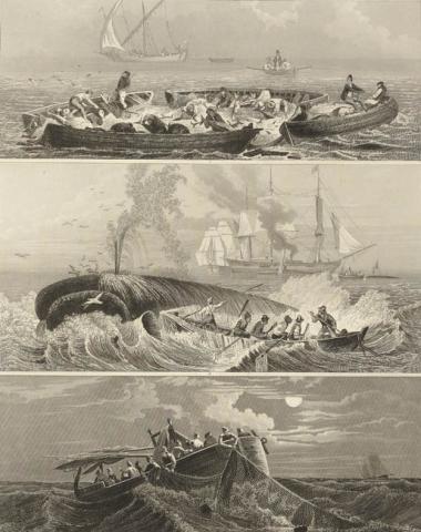 Primera imagen del registro La caza de la ballena franca