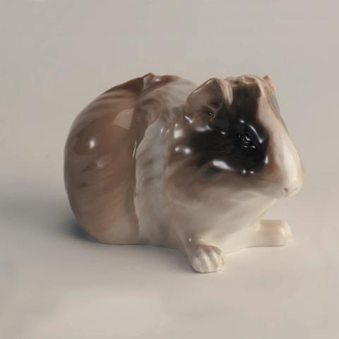 Primera imagen del registro Guinea Pig