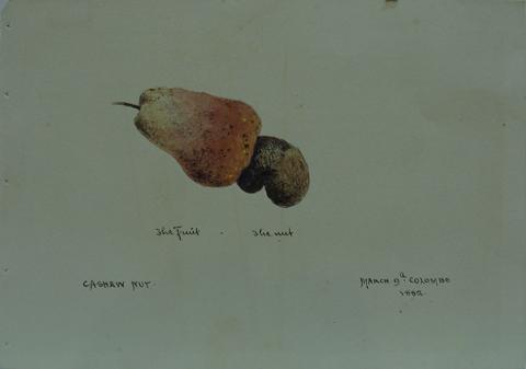 Primera imagen del registro Cashew nut
