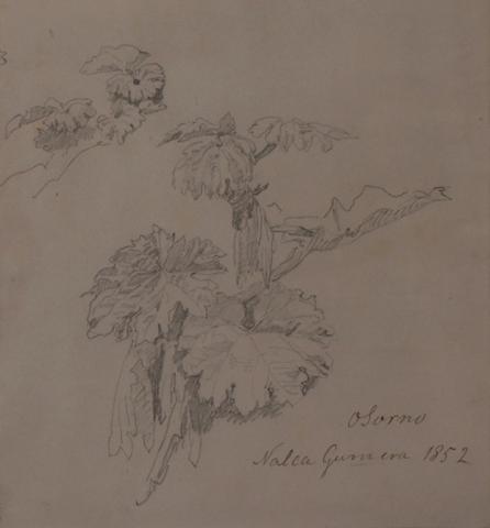 Primera imagen del registro Nalca, Gunnera, Osorno